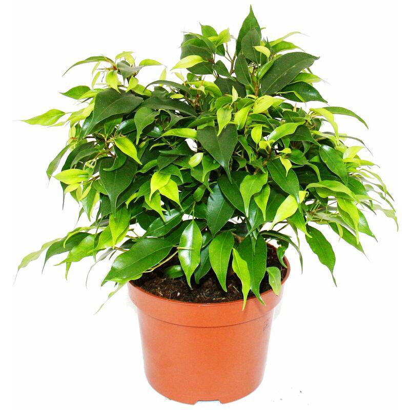 Birkenfeige - Ficus Kinky - grüne Blätter - 1 Pflanze - pflegeleicht - luftreinigend - 12cm Topf - Exotenherz