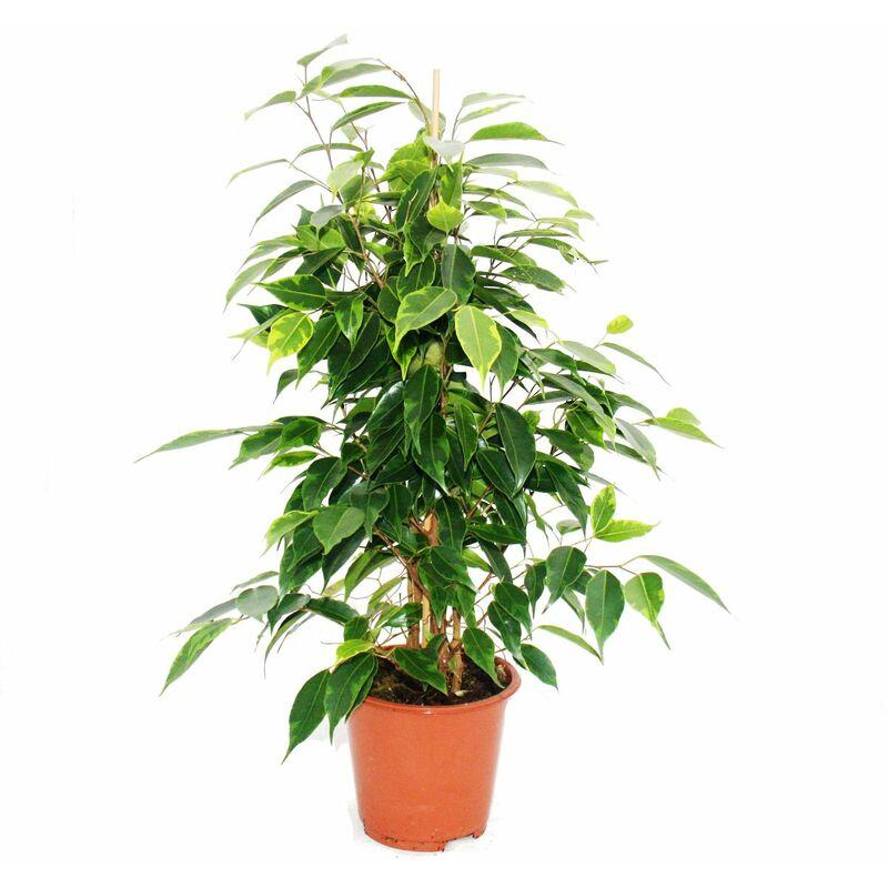 Birkenfeige - Ficus Anastasia - hellgrüne Blätter - 1 Pflanze - pflegeleicht - luftreinigend- 12cm Topf - Exotenherz