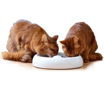 Katzennapf Keramik Premium-Qualität XL
